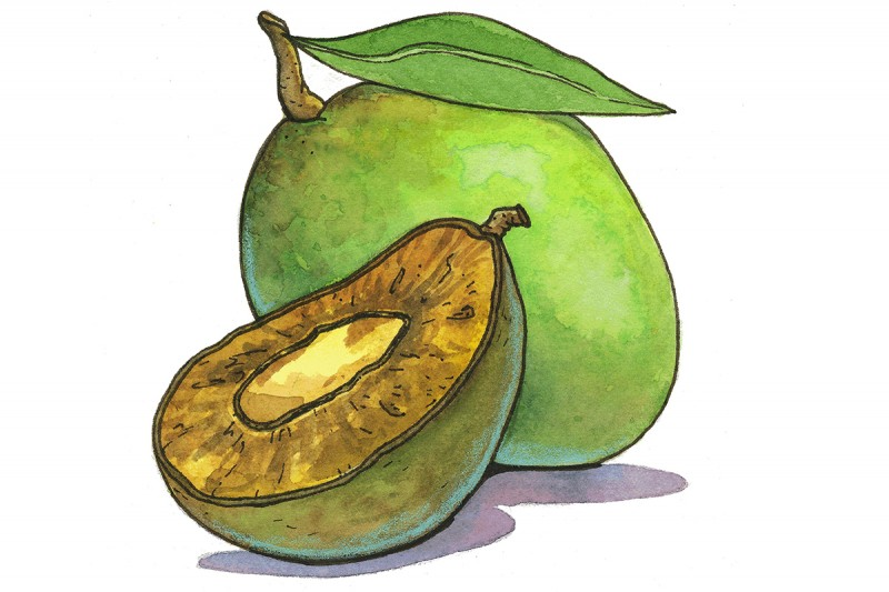 african mango.png